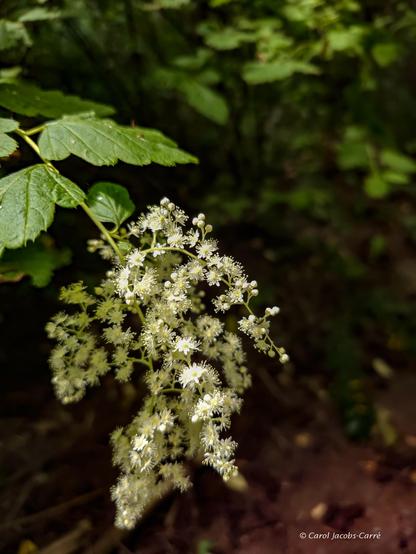 An oceanspray flower raceme droops in the dappled light of the understory. The coarsely dentate green leaves are alternate and a little hairy. The flowers along the raceme are small, creamy white and five petaled. The anthers and wide open petals give a slightly fuzzy effect. Oceanspray shrubs can grow up to 20 feet high, with the flower racemes gracefully arching downward.