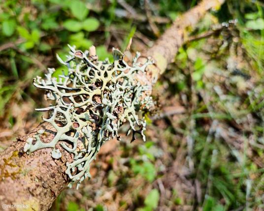 Green lichen with intricate, branching patterns grows on a fallen tree branch. The background is blurred, revealing hints of greenery and foliage. Sunlight casts shadows, highlighting the texture of the lichen and branch.