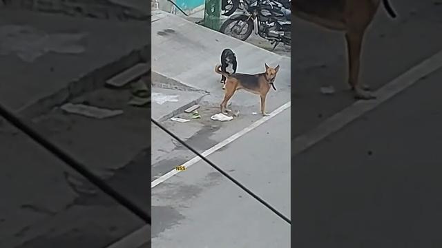 Black and  Brown  #cat #funnycats #shorts #shortsfeed #dog #funnydogs #pets #viral #trending