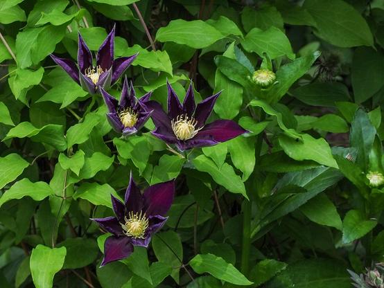 A photo of four purple clematis flowers next to some daisy flower buds on a background of bright green leaves.