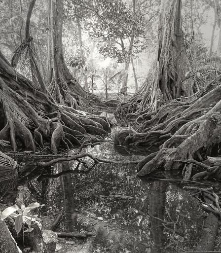 Dramatic black and white photo of mangrove trees at Playa Grande entrance, Talamanca, Costa Rica's caribbean. Taken at the end of May, 2025.