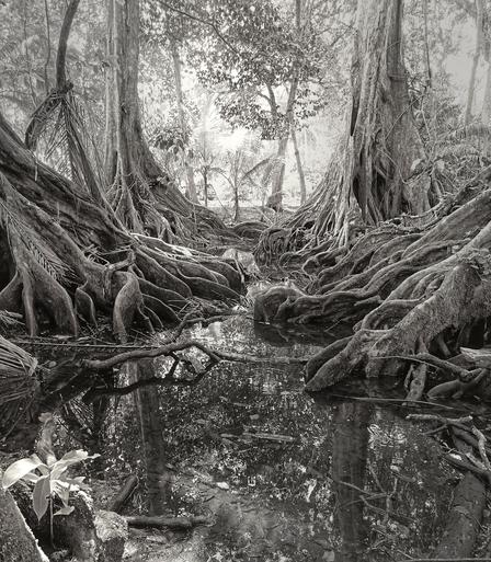 Dramatic black and white photo of mangrove trees at Playa Grande entrance, Talamanca, Costa Rica's caribbean. Taken at the end on May, 2025.