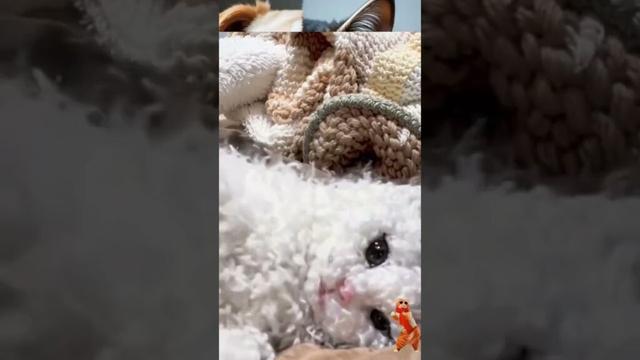 E' un gatto oppure una pecorella ^^
