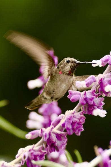 A tiny, shiny green bird with red highlights floats in one place. Its long, needle-like beak is inserted into a lavender-colored flower.
