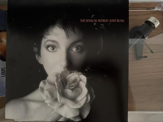An album cover featuring a black and white portrait of a woman holding a large flower near her face. The title "The Sensual World" and the artist's name "Kate Bush" are displayed in orange text. It lays atop a phonograph player cover.