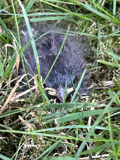 A Junco fledging nestled in some turf grass