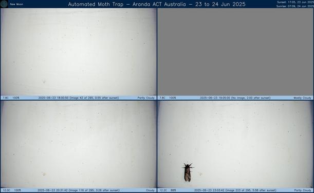 Collage showing insects attracted to light and automatically imaged 1 hour, 2 hours, 4 hours and 6 hours after sunset in Aranda, ACT, Australia on the night of 23 to 24 Jun 2025. The image includes four smaller images collected around the listed times. Each image shows a section of sheet with a variable number of insects attracted to UV and visible light. Number and variety depends on time of year and conditions during the given night. The image is also labeled with basic details of the associated weather and moon phase. For more explanation of the Automated Moth Trap project visit https://amt.hobern.net/ and https://www.flickr.com/photos/dhobern/albums/72177720322426621.