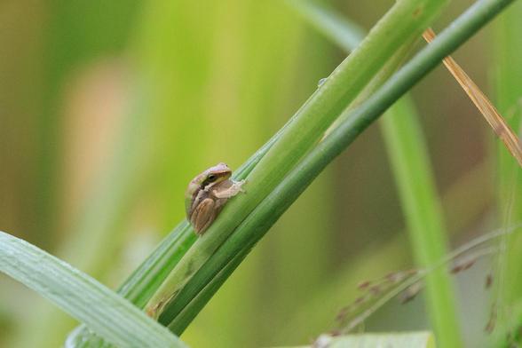 A chonky tiny frog huddled on a grass stalk. It has its legs tucked up under it, with only one paw out.