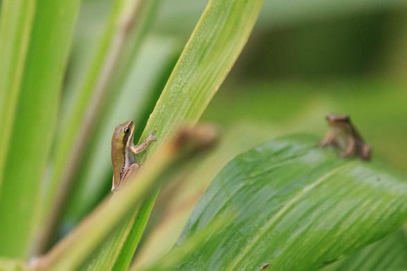 Two tiny frogs near each other. The left hand one is in focus and perched on a near vertical blade of grass, whereas the right hand one is further away, more horizontal but out of focus.