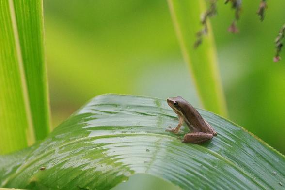 The frog that was out of focus in the shot of two frogs, now on its own on a wide blade of grass. It has a browner colouring than the others (they can change colours from green to brown and back)