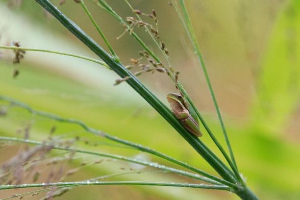A tiny frog on a grass stem "hiding" under the seed spray.