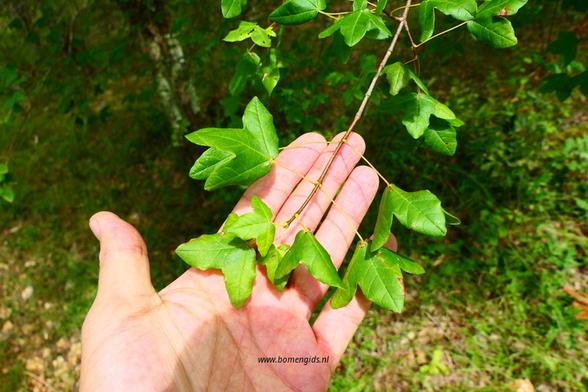 Photo of treespecies Acer monspessulanum : Category is loot