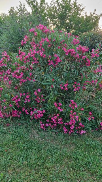 Laurier rose chargé en fleurs