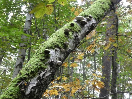 A moss-covered tree trunk features several mushrooms growing along its length, surrounded by green foliage and a few yellow leaves, indicating an autumn setting in a forested area.