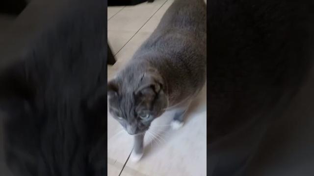 He Answers to His Name… Even with Just a Tail Flick 🐈‍⬛ | 呼ばれたら返事する猫、チビ。