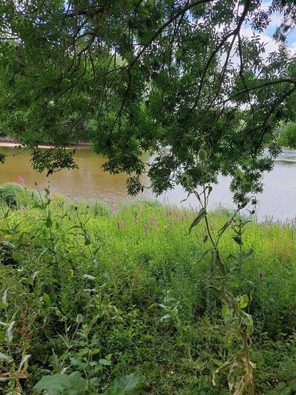 Paysage de Loire en juin