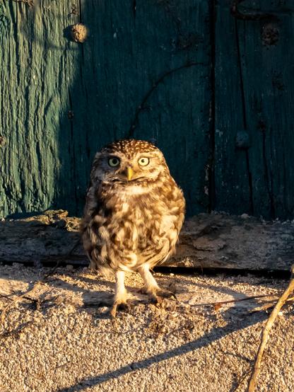 Une chevêche d'Athéna (petite chouette avec des yeux jaune entourés de blanc, un plumage marron clair tacheté sur la tête et un plumage marron et beige sur le corps) posée sur un rebord d'une porte en hauteur d'une vieille grange. La chouette à un air un peu surpris. Elle est en partie éclairée par la lumière dorée du soleil de fin de journée. Son œil dans la lumière a une pupille rétrécie, son œil dans l'ombre à une pupille dilatée.