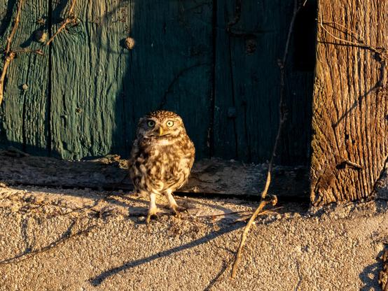 Une chevêche d'Athéna sur le rebord d'une porte en hauteur d'une grange. La petite chouette est dans lumière tandis que la porte usée et patinée derrière elle est en partie dans l'ombre.