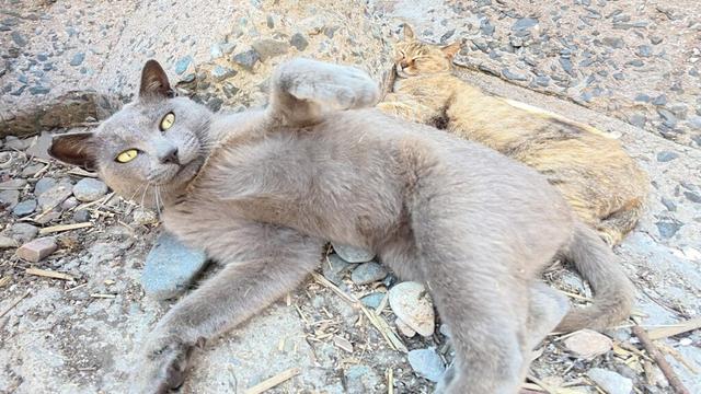 ママとくつろいでいたロシアンブルー猫をモフると攻撃してきた