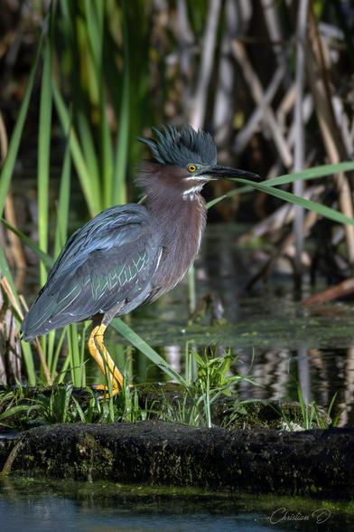 Le héron vert est un petit échassier discret qu’on retrouve souvent dans les zones humides. Contrairement à d’autres hérons, il chasse seul, posté silencieusement sur une branche ou une souche, attendant patiemment qu’un poisson, un amphibien ou un insecte passe à sa portée. On le reconnaît à son plumage aux reflets verts et bleutés.