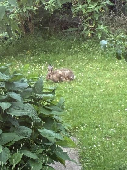 Ein Wildkaninchen auf unserem „Rasen“. 
Etwas unscharf, da aus einiger Entfernung fotografiert.