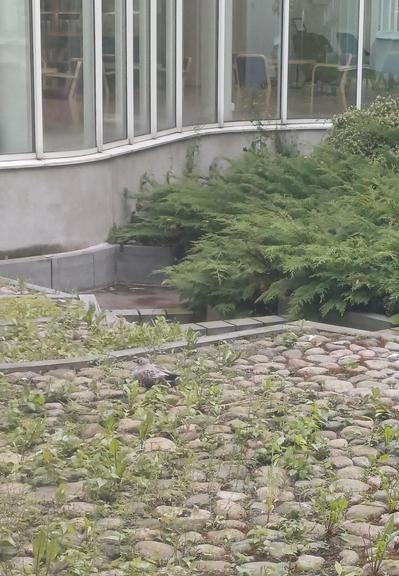 Kivinen, rikkaruohoa kasvava porrastettu piha, jonka keskellä nyhjöttää lokinpoikanen.