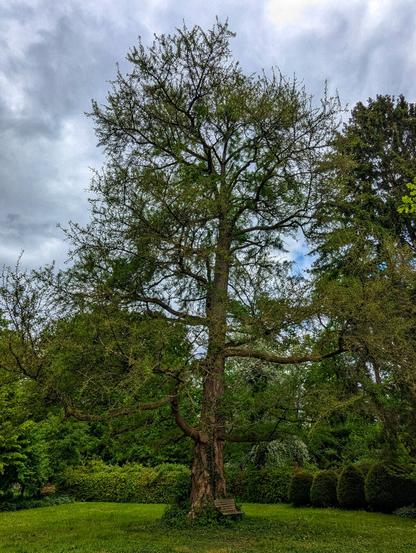 A wide, eye-level shot captures a towering, deciduous tree with a thick trunk and wide-spreading branches, all covered in fresh green leaves, against a cloudy sky. At the base of the tree, on the right side, a small wooden bench is nestled amongst some low-lying foliage. The tree stands on a lush green lawn, with a line of manicured bushes and other trees forming a dense backdrop, suggesting a park or large garden setting.