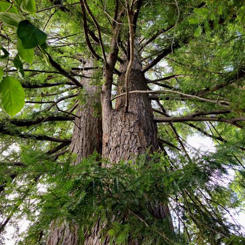 Two coast redwood trees with fused trunks appearing to dance together, their intertwined branches and extended foliage creating the impression of outstretched arms in an elegant embrace.