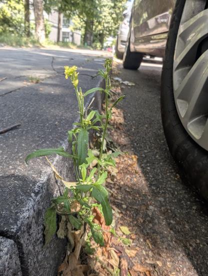 KI, überarbeitet :

Das Bild zeigt eine kleine Pflanze mit grünen Blättern und gelben Blüten, die aus dem Asphalt einer Straße zwischen Straße und Gehweg wächst. Die Pflanze steht am Straßenrand, direkt neben einem geparkten Auto, dessen Reifen im Bild zu sehen sind. Der Asphalt ist dunkel und zeigt einige Risse, während der Straßenrand aus grauen Steinen besteht. Im Hintergrund sind Bäume und ein Gebäude zu erkennen, was auf eine städtische Umgebung hinweist. Die Pflanze scheint in einem natürlichen Wachstum zu sein, trotz der städtischen Umgebung.

Bereitgestellt von @altbot, privat und lokal generiert mit Ovis2-8B

🌱 Energieverbrauch: 0.218 Wh