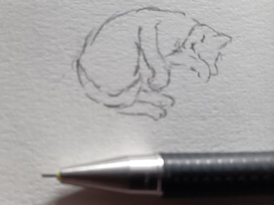 Zeichnung: Katze schläft halb zusammengerollt