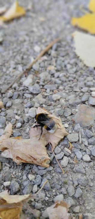 Un bourdon saoulé par les fleurs de tilleul
