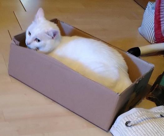 Ein schneeweißer Kater sitzt gemütlich in einem Karton + beobachtet etwas links außerhalb des Bildes.