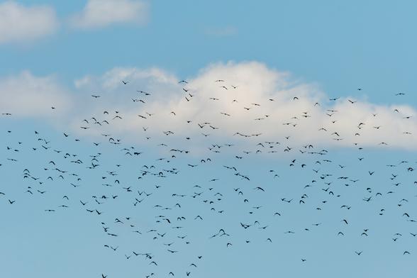 Das Bild zeigt eine große Vogelschar, die vor einem leicht bewölkten Himmel fliegt.


Das Bild zeigt eine große Anzahl von Vögeln, die in Formation über einen hellen, blauer Himmel fliegen. Die Vögel sind als kleine, dunkle Silhouetten vor dem Himmel zu sehen und scheinen sich in verschiedenen Höhen und Richtungen zu bewegen, wobei einige Vögel dichter beieinander sind als andere. Der Himmel ist ein helles, fast pastelliges Blau mit einigen weißen, watteartigen Wolken, die über den größten Teil des Bildes verteilt sind. Die Wolken sind nicht dicht und lassen viel blauen Himmel durchscheinen. Die Gesamtkomposition des Bildes ist einfach, aber beeindruckend, wobei die Vögel der Hauptfokuspunkt sind. Die Stimmung des Bildes ist ruhig und friedlich, und es vermittelt ein Gefühl von Freiheit und Bewegung.  Es gibt keine anderen sichtbaren Objekte oder Personen im Bild.  Die Vögel selbst scheinen die einzige Bewegung im Bild zu sein. Die Atmosphäre ist weitläufig, offen und ruhig.