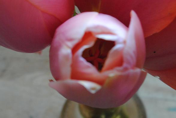 an even closer zoomed in view of the same tulips as in the previous picture, this time focusing more heavily on one particular light pink flower, with its hidden insides sharp but the petals out of focus
