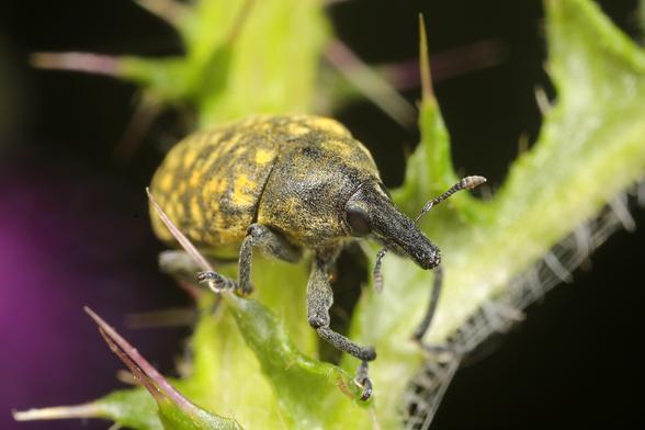 Ein Kratzdistelrüssler (Larinus turbinatus) sitzt auf grünen Pflanzenteilen. Der kleine Käfer zeigt die charakteristischen Merkmale der Rüsselkäfer mit seinem deutlich verlängerten, rüsselartigen Kopf und den kräftigen Beinen. Sein Körper ist gelblich-braun gefärbt mit dunklen Flecken und einer körnigen Oberflächenstruktur. Die gebogenen vielgliedrigen Fühler sind gut erkennbar, ebenso wie die sechs behaarten Beine, mit denen er sich an der Pflanze festhält. Im unscharfen Hintergrund sind weitere grüne Blätter und Pflanzenstängel zu sehen. Kratzdistelrüssler sind spezialisierte Käfer, die sich vorwiegend von Disteln ernähren und als natürliche Schädlingsbekämpfer dieser oft unerwünschten Pflanzen gelten.