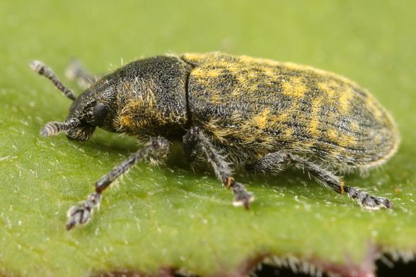 Seitenansicht eines Rhinocyllus conicus (Distelrüsselkäfer) auf einem grünen Blatt. Der Käfer zeigt seine charakteristische ovale, gedrungene Körperform mit der typischen gelblich-braunen Grundfärbung und den markanten dunklen Flecken auf den Flügeldecken. Die dichte, haarige Behaarung des gesamten Körpers ist deutlich sichtbar. Der namensgebende Rüssel erstreckt sich vom Kopf nach vorn, während die sechs kräftigen, behaarten Beine sicher auf der Blattoberfläche greifen. Die detailreiche Makroaufnahme zeigt die raue Textur der Körperoberfläche und die feinen Strukturen.
