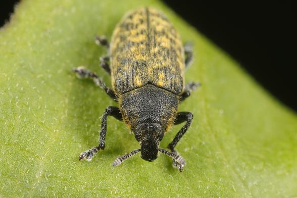 Nahaufnahme eines Rhinocyllus conicus (Distelrüsselkäfer) auf einem grünen Blatt. Der kleine Käfer zeigt die charakteristische gelblich-braune Färbung mit dunklen Flecken und den typischen verlängerten Rüssel. Seine behaarte Körperoberfläche und die gedrungene, ovale Form sind deutlich erkennbar. Die sechs Beine mit ihren winzigen Krallen greifen am Blattrand. Der Käfer ist frontal fotografiert, wodurch der markante Kopf mit dem Rüssel und die Körperstruktur gut sichtbar sind.