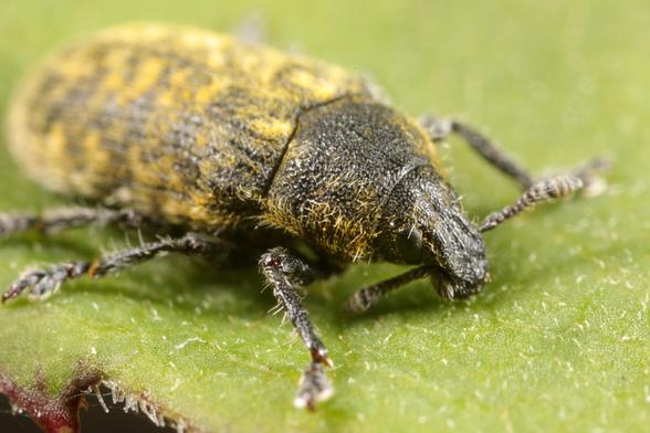 Hier ist ein mittellanger deutscher Alt-Text für das Bild:

"Detailaufnahme eines Rhinocyllus conicus (Distelrüsselkäfer) in Seitenansicht auf einem grünen Blatt. Der kleine Käfer zeigt seine charakteristische gelblich-braune Färbung mit dunklen, fleckigen Mustern auf den Flügeldecken. Besonders auffällig ist die dichte, borstige Behaarung, die den gesamten Körper bedeckt und ihm eine raue Textur verleiht. Der typische Rüssel ist deutlich sichtbar, ebenso wie die kräftigen, behaarten Beine mit ihren kleinen Krallen, die sich am Blattrand festhalten. Die Makroaufnahme zeigt eindrucksvoll die komplexe Oberflächenstruktur und die feinen morphologischen Details dieses zur biologischen Unkrautbekämpfung eingesetzten Rüsselkäfers.