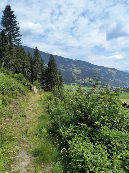 Path with greenery on both sides leading into the woods