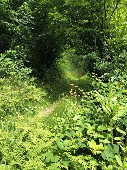 Greenery all over the place. At the end of the trail a small deer can be seen.