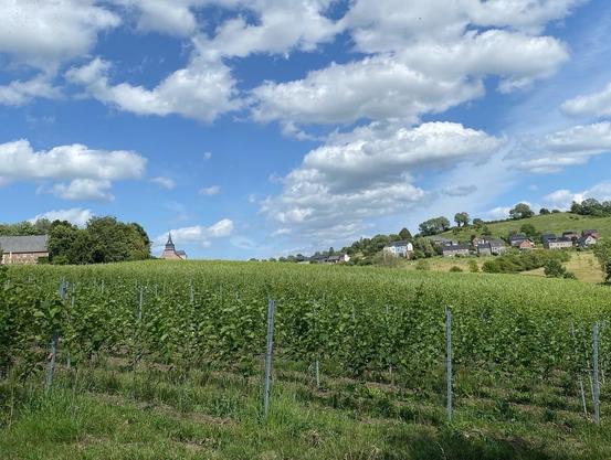 Blick über einen kleinen Weinberg auf Thimister-Clermont im hügeligen Herver Land