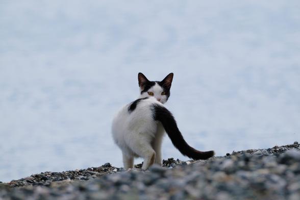 Photo of a white cat with black spots on a pebble beach. The cat has interrupted its walk towards the sea and looks over its shoulder at the camera.