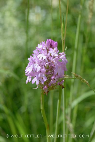 The photograph shows the purple-pink flowerhead of a Pyramidal orchid, Anacamptis pyramidalis. The flowerhead is composed of many tiny individual flowers.