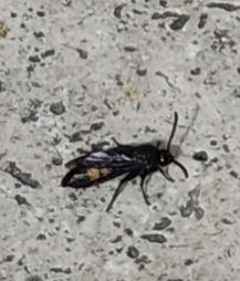 Foto eines schwarzen insekts mit zwei gelben Streifen auf dem hinterleib, welches auf einer terrassenplatte sitzt