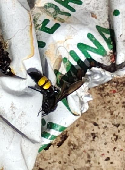 Foto eines schwarzen Insekts mit zwei intensiv gelben Streifen auf dem Hinterleib ,welches auf einem Sack mit Blumenerde sitzt