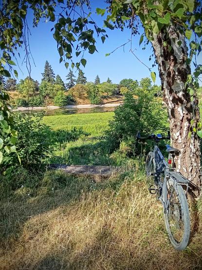 A gravelbike is standing against a tree.
There is yellowish grass on the ground and other trees around.
The bike is facing a river covered in green plants. There is a line of trees on the other side of the water.
