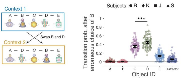 Subjects swap objects between non-adjacent ordinal positions. Left: Context 2 swapped the ordinal position of objects B and D. Right: Probability of choosing objects immediately after erroneously choosing object B in context 2: Three stars denote p < 0.001 difference (Welch’s t test with Bonferroni correction).