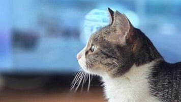 愛猫の立ち方が美しく「猫背のかけらもない」「A I画像みたい」と大反響。でもその足元は...