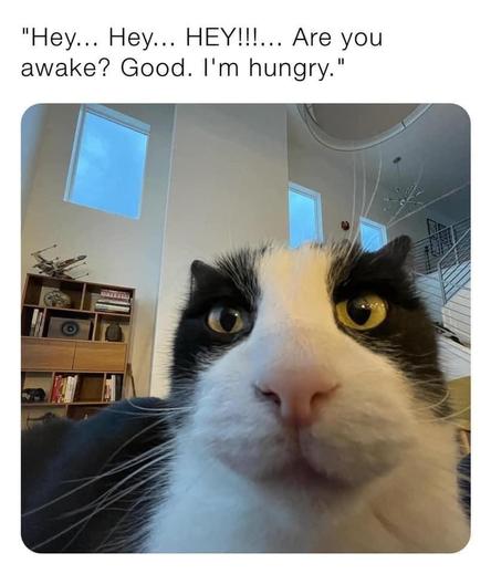 Close-up of a black and white cat in a modern room with windows and shelves in the background.

Transcribed Text:

"Hey... Hey... HEY!!!... Are you awake? Good. I'm hungry."