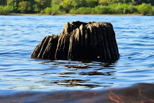 A close-up shot of an old, weathered tree stump emerging from calm, rippling blue water. The stump is dark brown with visible vertical grooves, and its reflection is faintly visible on the water's surface. In the background, across the water, a blurred line of lush green trees and foliage is visible under a bright sky. The foreground shows a darker, blurry area of water, suggesting a lower angle of shot.